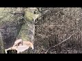 Dicke Eichen fällen mit Stihl MS 500i