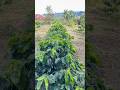 Selamat pagi, salam dari Kopi Arabika Gayo #farming #agriculture #teknikpertanian #kopisehat #fyp