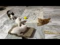 Persian Kittens || Calico || White || Black || Orange || Doll Face || Saarims Birdzotic
