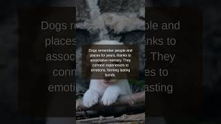 Doggo Bliss | 5 Secrets of Dog Long-Term Memory
