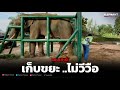 ออกข่าว🤣วันนี้เเซมนิ่งเลย❗️ขี้เยอะมาก#elephant#ช้าง