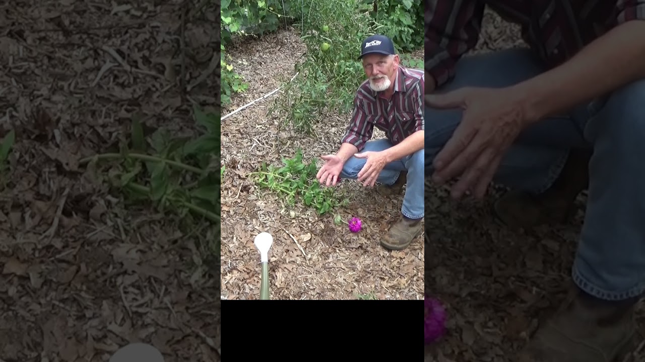 Gardening inspiration from you 