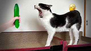 Funny Dogs, Cats and Animals Videos 2023 😿Most Trending Animal Videos #44