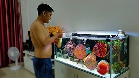 Hồ Cá Dĩa Từ Bình Dân Cho Đến VIP Của Anh Luân Q2 | HỒ CÁ DĨA ĐẸP KHÁCH HÀNG THẮNG LỢI