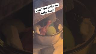 Countdown to Ducky: Day 4 💚  #cuteanimals #talkingparrot #babyanimals #talkingbird #family #parrot