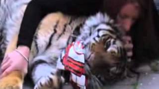 La ministre italien Brambilla et le tigre