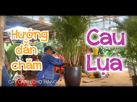 68. Cây cau lụa – Hướng dẫn trồng và chăm sóc – Cây cảnh Chợ Hàng