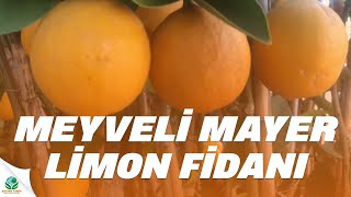 Meyveli Mayer Limon Fidanları Resimi