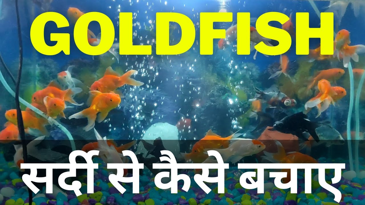 5 Steps To Care For Your Fish In The Winter Winter Is Coming 5-steps-to-care-for-your-fish-in-the-winter-winter-is-coming