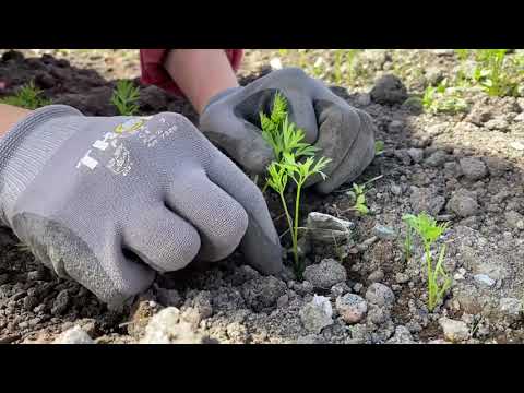 Video: Fläckig Heuchera. Plantering, Vård, Odling. Typer Och Sorter. Foto