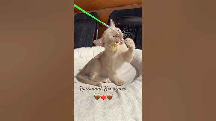 Video 8952681: burmese cat kitten, chocolate burmese, cattery