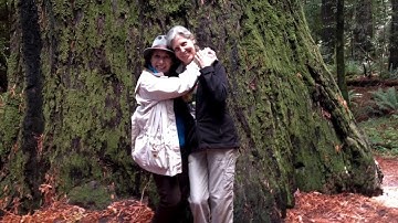Humboldt Redwoods State Park - Rockefeller Grove - Old-Growth Forest Network