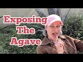 Exposing The Agave