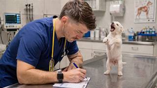 When Adorable Dogs Interrupt Their Own Vet Checkups 🤣 Funniest Dog Reactions!
