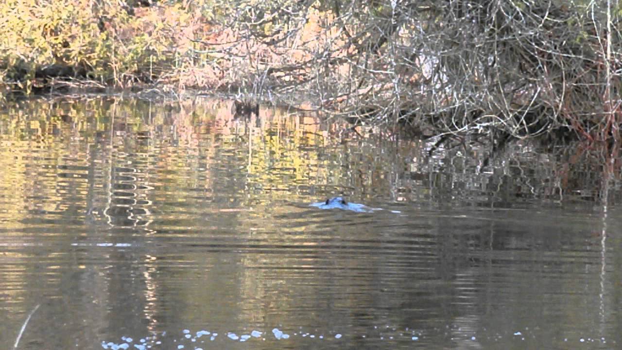 Beaver Splashing ...Awesome - YouTube