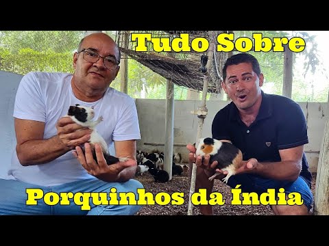 Vídeo: As grades de feno são boas para porquinhos da índia?