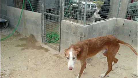Hunde-aus-Mallorca.de - Podenco PODIAN 4