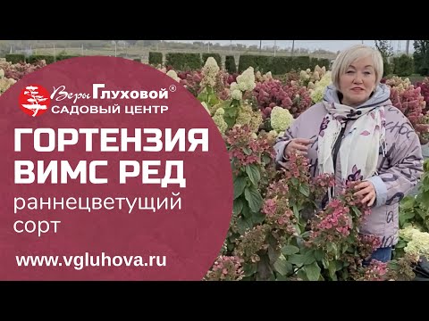 Гортензия Вимс Ред