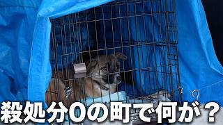【10年ぶり異常？】何があった？殺処分0の岡山県にて初めて保護！ここ10年で最も多い野犬の搬入にキャパオーバーした岡山県愛護センターに行ってきました