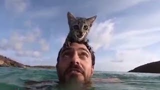 Кошка обожает плавать, гуляет на поводке и ведет себя, словно преданный пес Кошка обожает плавать, гуляет на поводке и ведет себя, словно преданный пес