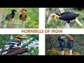 Hornbills of India 🇮🇳 | Birds | Indian Birds