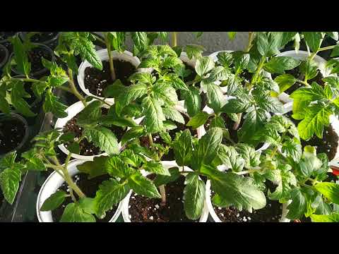 Видео: Лечение на петнисто увяхване на домати - Научете повече за петнистото увяхване в доматените растения