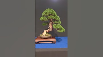 Bonsai rules everything around me🌳#juniper #tree #beautiful #fyp #fy #expo #stand #jin #shari