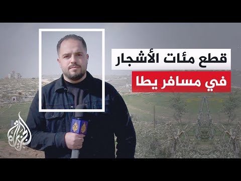 مراسل الجزيرة: مستوطنون يهاجمون أراضي فلسطينيين في مسافر يطا ويقطعون نحو 300 شجرة