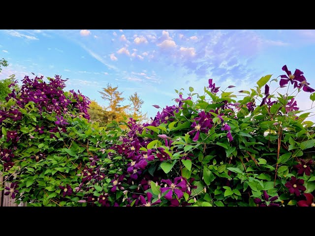 Sophie's Garden 最容易爆花最容易打理的铁线莲Clematis 'Jackmanii