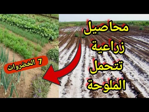 فيديو: ما المحاصيل التي تحتاج إلى مياه راكدة؟