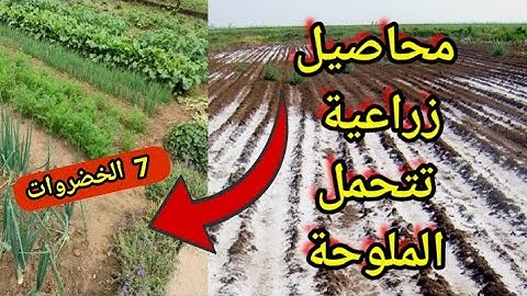 7 محاصيل زراعية صنف الخضروات تتحمل الملوحة تعطي إنتاج ( التربة _ المياه)