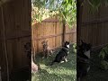 Daisy and Cartel sit in the shade