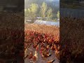 King of Fighting Cocks | Free-Range Chicken Farm Management#ChickenFarm#FarmBreeding#FightingCock