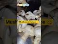 "Mushroom Fry Recipe | Quick & Easy Mushroom Snack Recipe"#shorts #recipe #veenuvdp