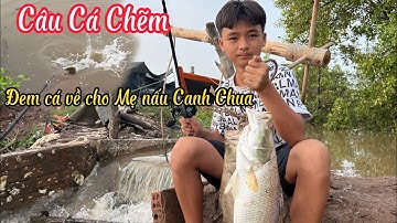 Câu Lure cá Chẽm trong con đập nhỏ. Đem cá về nhà cho Mẹ nấu Canh Chua.