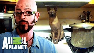 ¡Mi gato sabe encender la estufa! | Mi gato endemoniado | Animal Planet