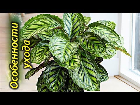 Video: Calathea Je Molitveni Cvijet