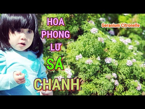 Video: Phong lữ: giống, cách chăm sóc, tên, ảnh