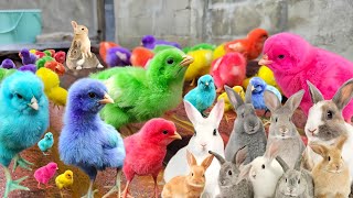 Catch millions of cute chickens, colorful chickens rainbow chicken rabbits|ducks geese| cute animals