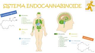 Ateneos Mayo 2020: Aceites de cannabis de uso medicinal