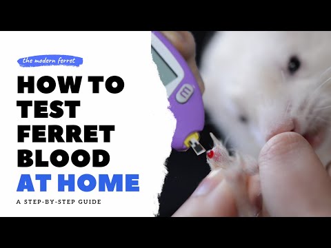 Video: Diabetes Sa Ferrets