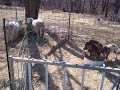 The Benefits of Creep Feed The Benefits of Creep Feed