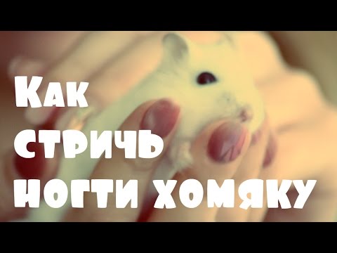 Как подстричь когти хомяку в домашних условиях