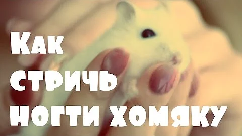 Как обрезать ногти хомяку. Чем сточить зубы хомяку