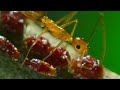Yellow Crazy Ants Kill Red Crab | Planet Earth II | BBC Earth