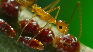 Yellow Crazy Ants Kill Red Crab | Planet Earth II | BBC Earth