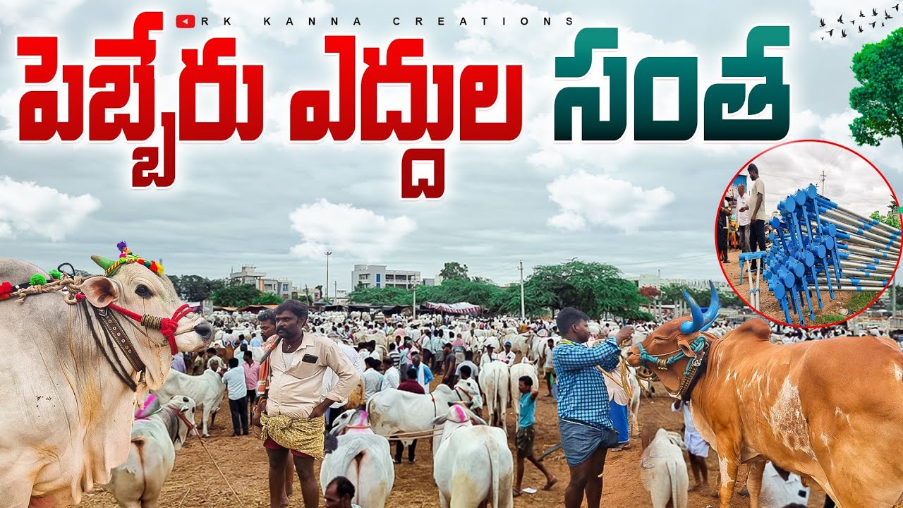 pebbair bull market-bulls for sale in telangana-pebbair bull market today videos-pebbair santha-bull