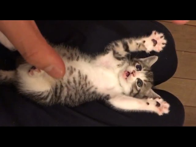 猫好き必見 かわいい猫 子猫の笑える癒される動画まとめ Part5 Youtube