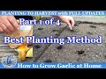 How to Grow Lots of Garlic at Home - BEST Planting Method (Part 1 of 4)