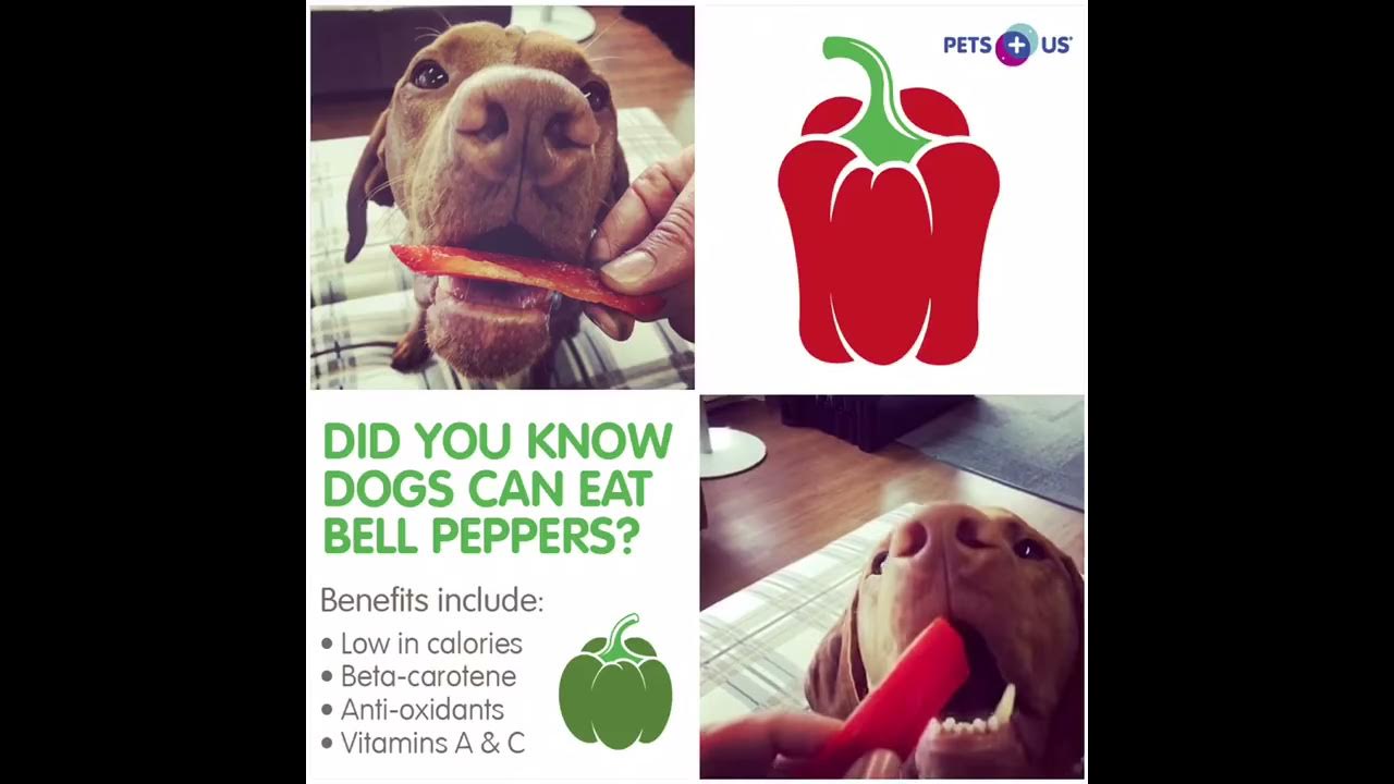 Are Peppers Bad For Dogs